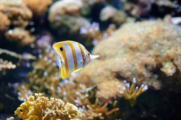 istock Copperband butterflyfish (Chelmon rostratus) also known as the beaked coral fish 1323229030