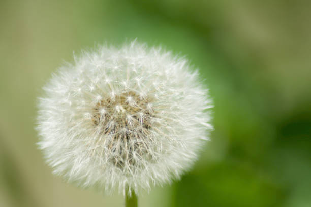 istock Flower summer spring green relaxing time grass tarassaco dandelion 1323229895