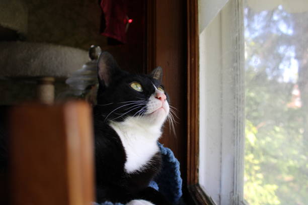 Tuxedo Cat at Window Tuxedo Cat at Window tuxedo cat stock pictures, royalty-free photos & images