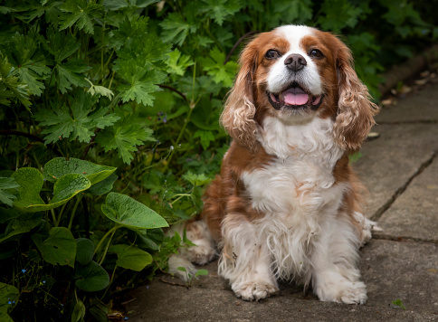 A brown and white king charles spaniel sat in a garden looking at the camera