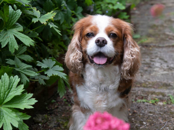 istock king charles spaniel sat in a garden 1323230771