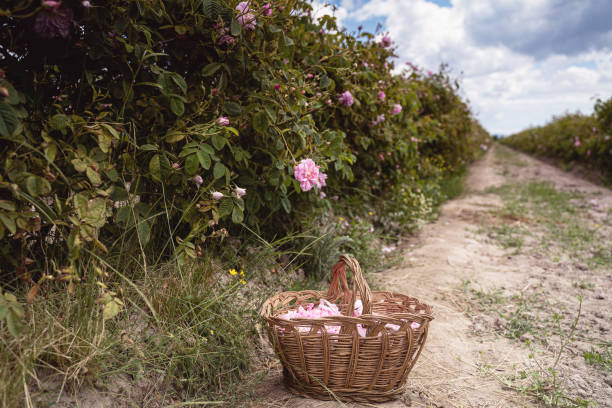 wicker basket with pink rose petals handpicked near a row of roses plantation - scented non urban scene spring dirt imagens e fotografias de stock