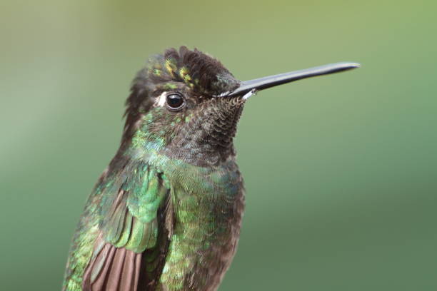 istock Hummingbird Close Up 1323234136