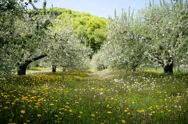 perspective view of blossomed apple trees row arranged in fruit orchard with green grass meadow during may spring season