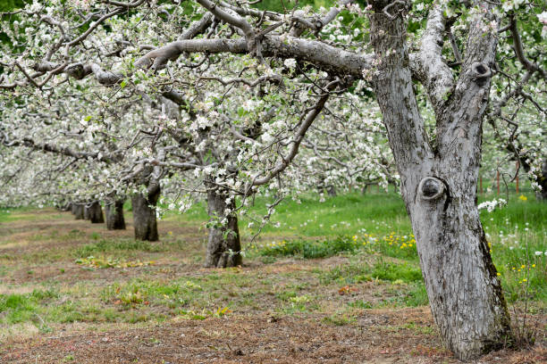 istock perspective row of blossomed apple trees in fruit orchard 1323234886