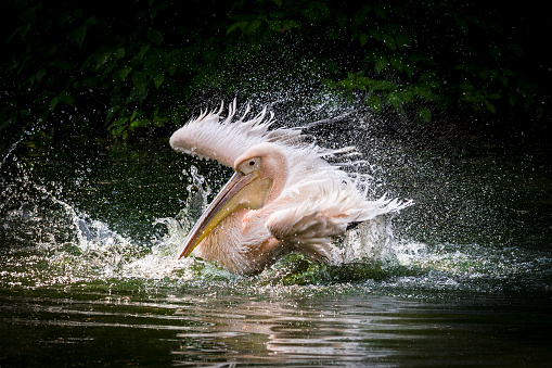 Pelican that has just landed on water surface
