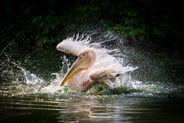 pelican that has just landed on water surface - pelican landing imagens e fotografias de stock