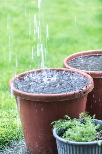 istock Splashing Water Rain Storm Downpour Overflowing Flower Pots 1323236176