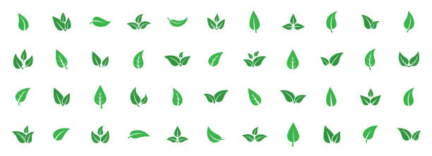 흰색 배경에 격리 된 녹색 잎 아이콘의 집합입니다. 나무와 식물의 녹색 잎의 다양한 형태. 추상적인 자연 잎 아이콘. 에코타입 및 생물형에 대한 요소. 벡터 그림입니다. eps 10 - leaf stock illustrations