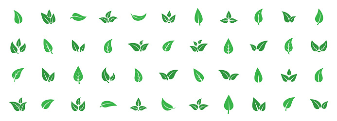 Set of isolated green leaf icons on white background. Various forms of green leaves of trees and plants. Abstract natural leaf icons. Elements for ecotypes and biotypes. Vector illustration. EPS 10