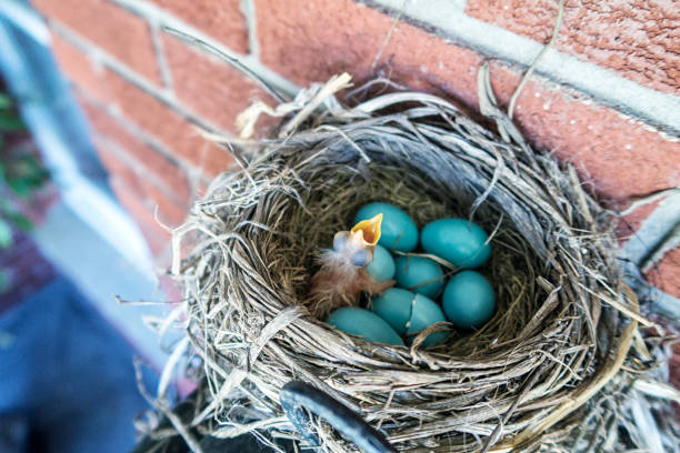 первый недавно вылупившийся голодный американский робин baby bird - dependency animal nest robin bird стоковые фото и изображения