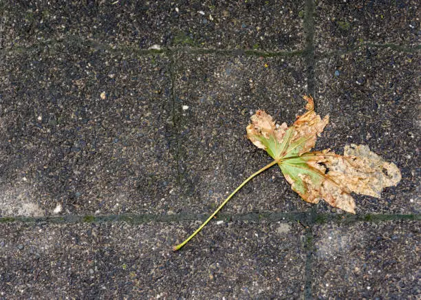 Single trampled broken withered leaf lying on wet cement paving outdoors after rain viewed high angle with copyspace