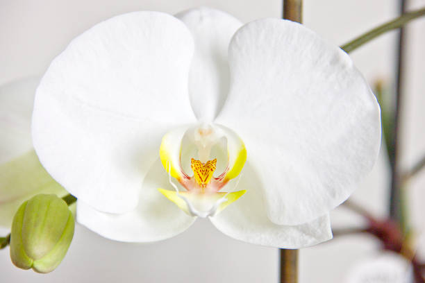 istock White orchid with green leaves isolated 1323240469