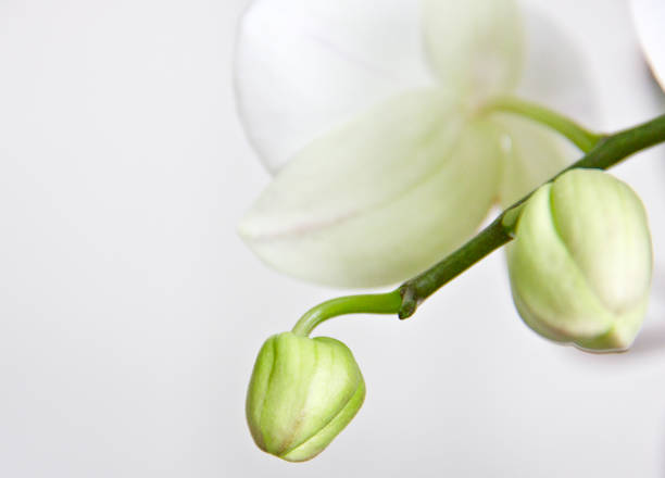 White orchid on white background