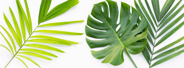 istock Tropical leaves on white background. Summer background concept 1323241250