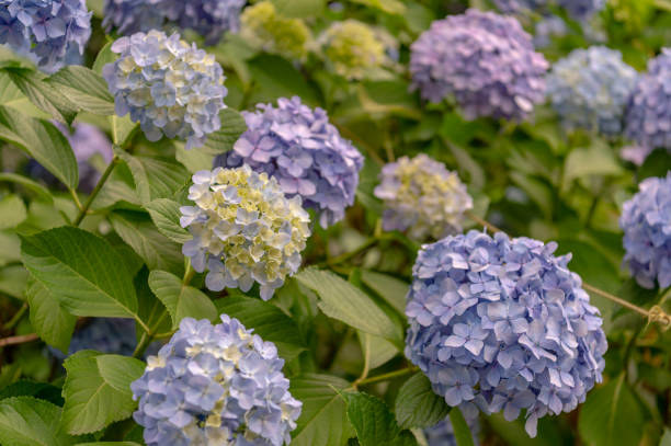 istock Many hydrangeas bloom in Oji, Kita-ku, Tokyo. 1323242213