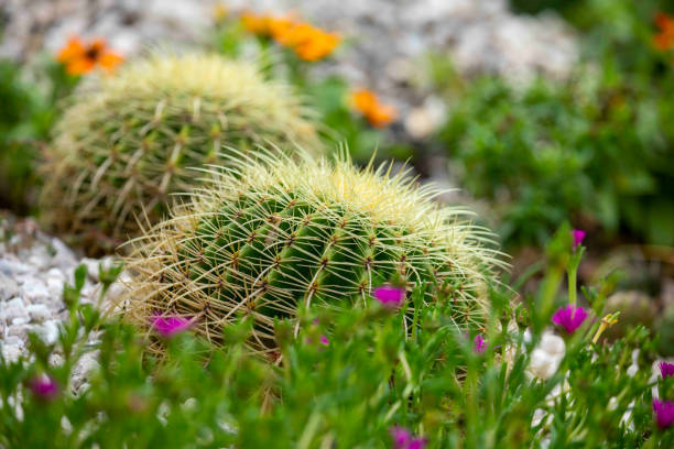 20+ Guldbollen Photos Stock Photos, Pictures & RoyaltyFree Images iStock