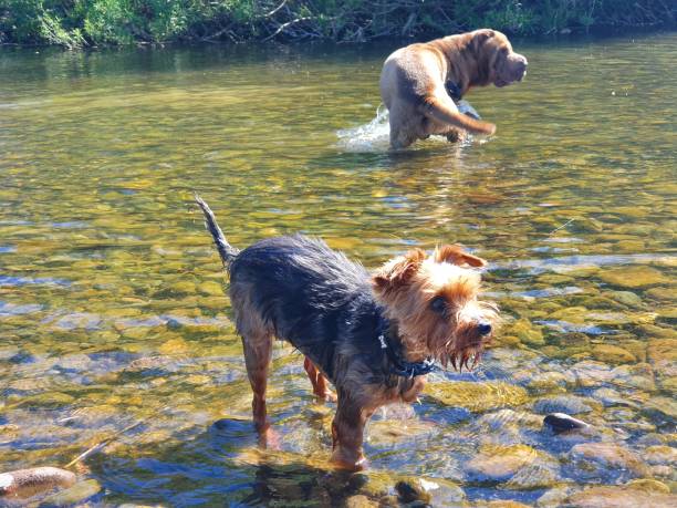 istock Sharpei and Yorkshire terrier 1323244163