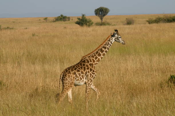 istock Masai giraffe in yellow grass with green tree and blue sky 1323244971