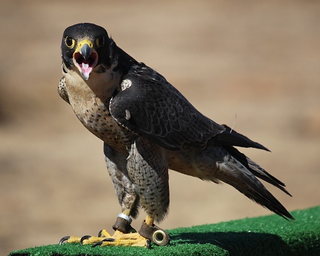 A peregrine falcon perches on a green beam, looking straight into the camera
