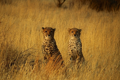 Two adult cheetahs looking straight at the camera surrounded by tall yellow grass at sunset