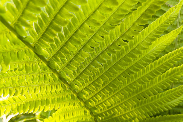 istock Beautiful fern leaf close-up. Nature background 1323245144