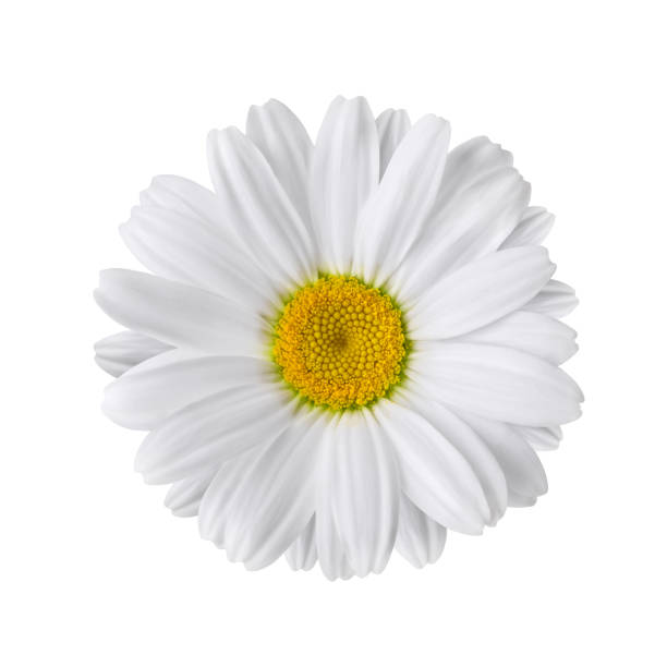 istock White chamomile flower isolated on white background 1323245940