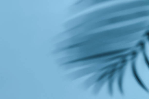 istock blue background and palm tree shadow. leisure, travel and entertainment concept with copy space 1323246033