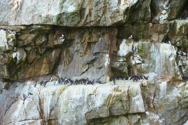 Photo of Colony of Guillemot seabirds, Uria aalge, on the rock of island in Ireland. Wild bird in the wild.