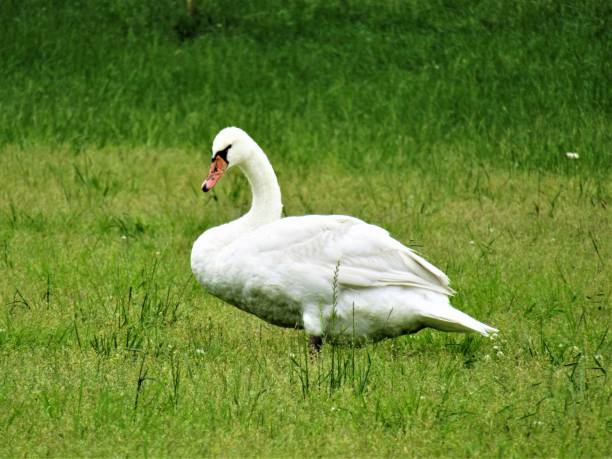 istock Japan. June. Posing swan. 1323247141