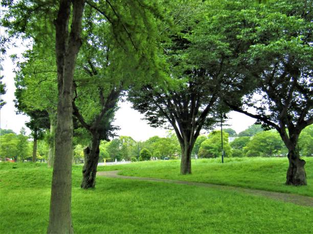 istock Japan. June. At the park. 1323247652