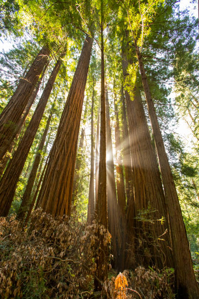 istock Sun Shining Through Giant Redwood Trees 1323248058