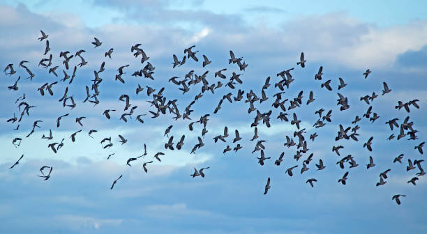istock A large spring flock of wild doves flying on the sky against dramatic clouds. 1323249151