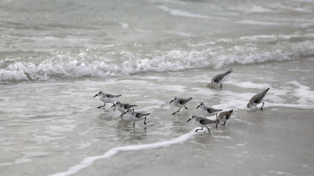 Sandpipers Sprint Through the Surf Sandpipers sprint through the surf on the beach on Longboat Key in Florida. shore bird stock pictures, royalty-free photos & images