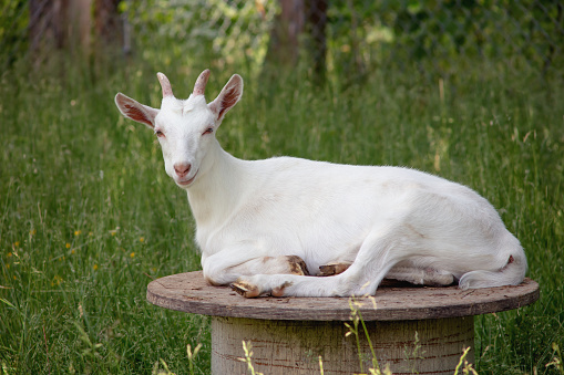 white goat resting in green field enclosure
