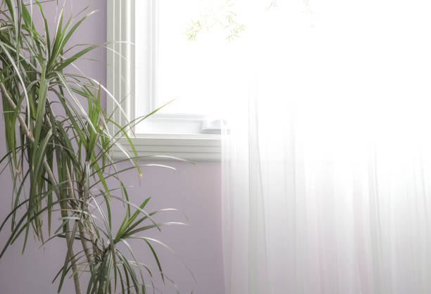 istock Houseplant in front of the window 1323253291