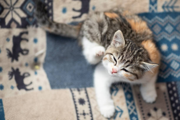 Kitten Scratching 5,000+ Kitten Scratching Stock Photos, Pictures & Royalty-Free Images ...