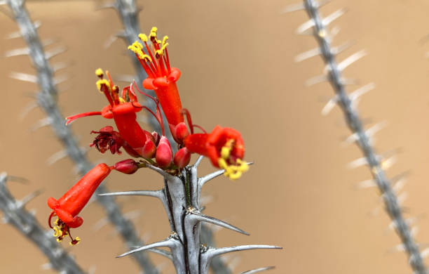 rote ocotillo kaktus blume, dornen, adobe wand, kopierraum - sonoran desert cactus flower head southwest usa stock-fotos und bilder