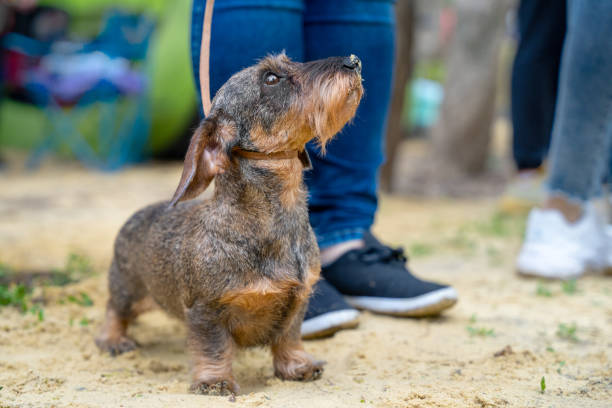 Wirehaired Dachshund puppy on leash walks with owner in park Funny grey Wirehaired Dachshund puppy on leash walks with owner on sand ground in city park on spring day extreme close view wire haired stock pictures, royalty-free photos & images