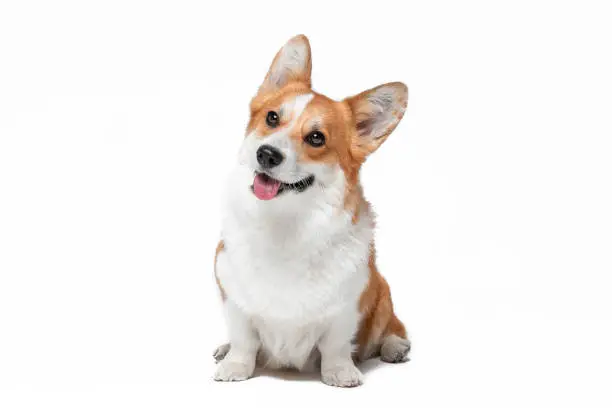 Cute curious red and white Pembroke Welsh Corgi dog with pink tongue out looks at camera sitting on white background closeup