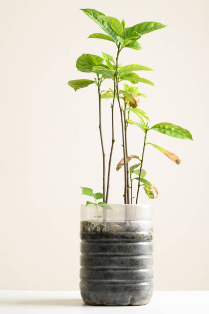istock Plastic bottles water DIY for planting vegetable plant 1323255484