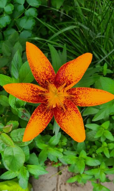 orange blumen im grünen - 19644 stock-fotos und bilder