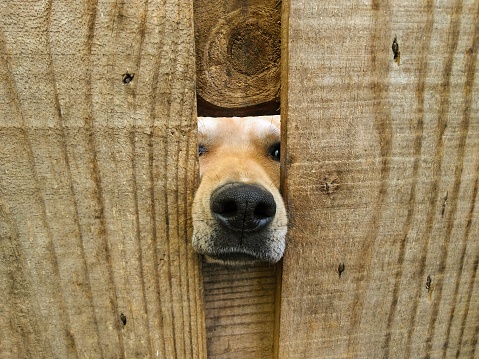 Dog in the door