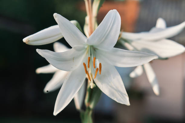 istock close up of a lily flower 1323259142