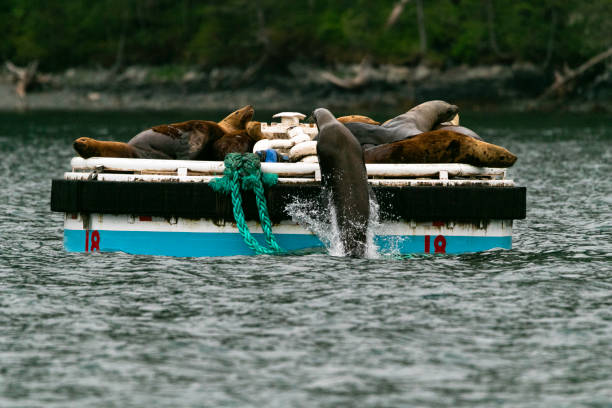 istock Sea lion pulling itself onto the docking wharf 1323259245