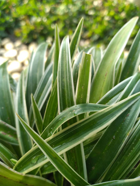 istock Green leaves in the garden 1323260005