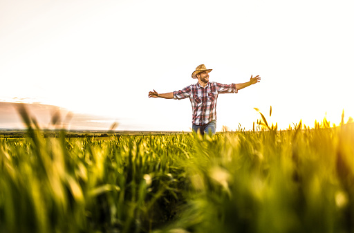 Young farmer growing his agricultural business. He is running on a wheat field during sunset with arms outstretched.