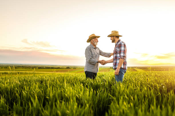 Two happy farmers shaking hands on an agricultural field. Two farmers deciding to work together on a farm business. They are standing on a wheat field and shaking hands. farmer stock pictures, royalty-free photos & images