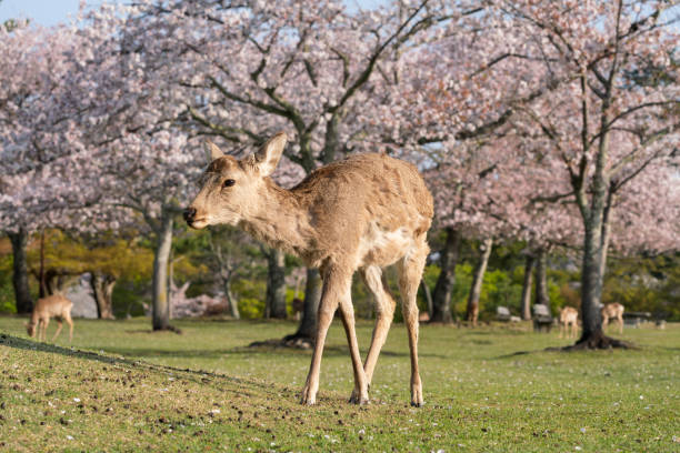istock Deer and Cherry Blossoms in Nara, Japan 1323264663