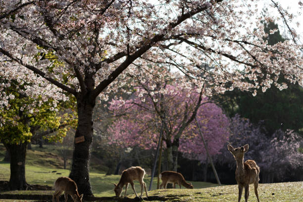 istock Deer and Cherry Blossoms in Nara, Japan 1323264686